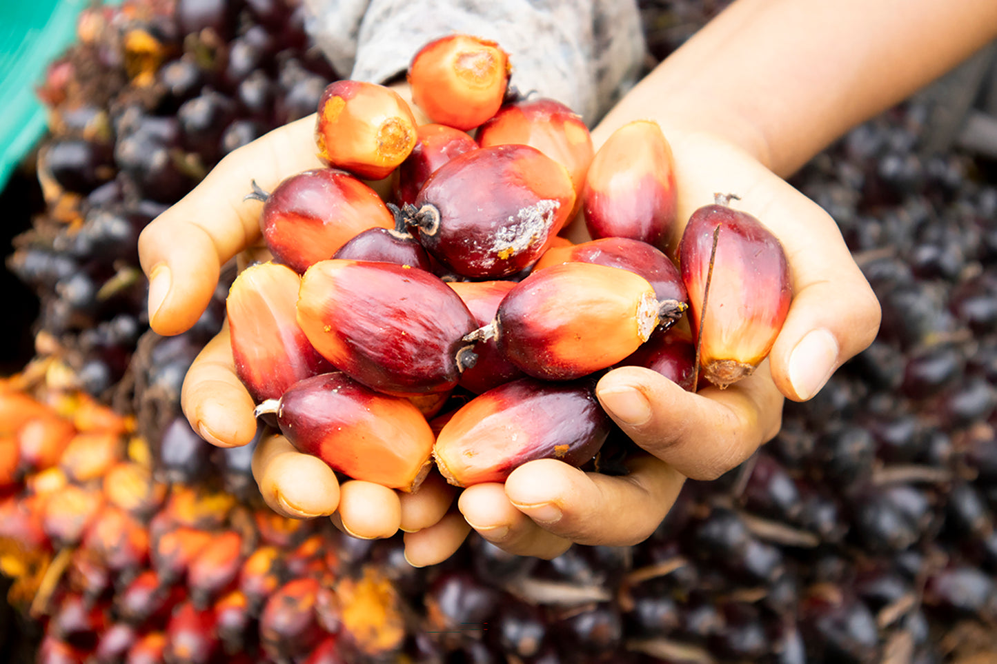 Rewriting the Rules at 70: An Unlikely Entrepreneur in the Palm Oil Industry
