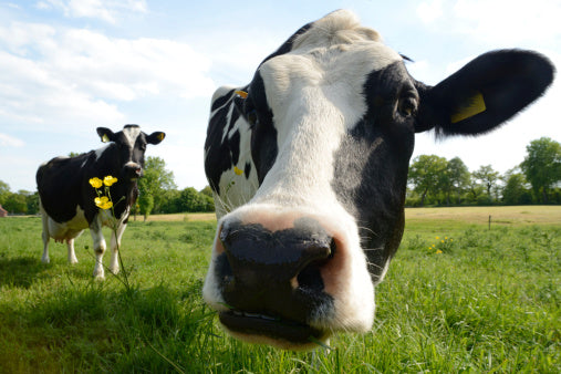 Dodla Dairy: Churning the Business of Milk in India