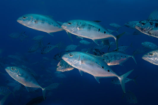 Shrimp on Smartphones? eFishery: Agile Innovation in Indonesian Aquaculture